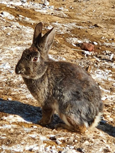 인천 송도 센트럴파크 토끼섬 내 살고 있는 토끼는 실내 사육에 적합한 굴토끼다. 토끼보호연대 제공