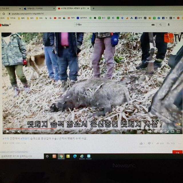 ▲구례군 유해 야생동물 포획단이 주민을 공격한 야생 멧돼지를 사살 ⓒ구례TV
