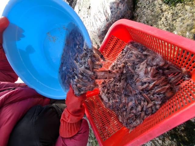 14일 강원 고성군의 한 해변에서 주민이 백사장으로 밀려 나온 매오징어를 주워 모아 손질하고 있다./연합뉴스