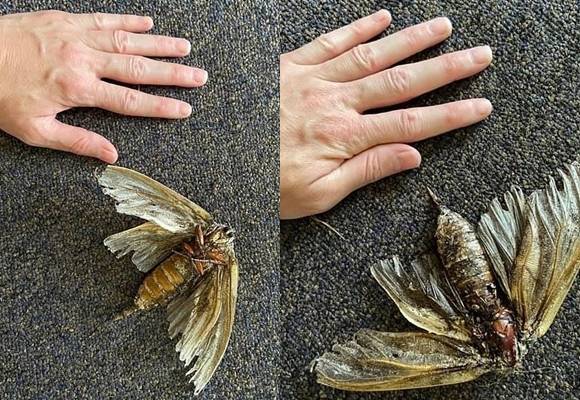 페이스북. 데일리메일 캡처