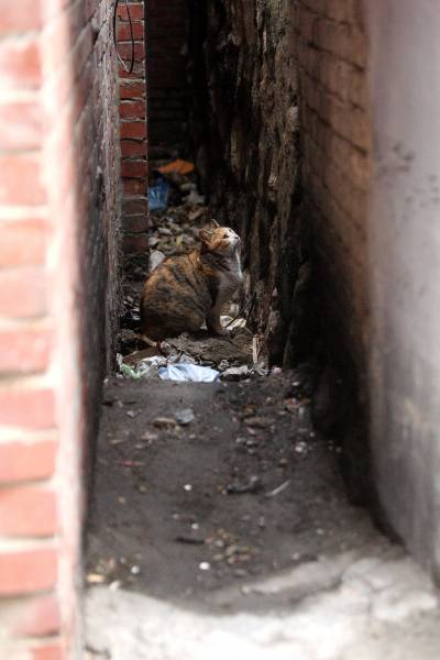 ⓒ시사IN 자료재개발 지역에 남겨진 고양이. 길고양이의 수명은 평균 3년으로, 15년인 집고양이보다 턱없이 짧다.
