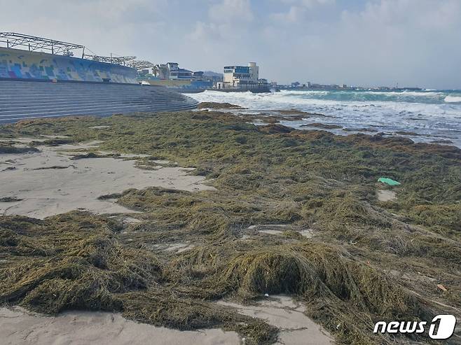 제주시 삼양해수욕장에 쌓인 괭생이모자반(제주시 제공) © 뉴스1