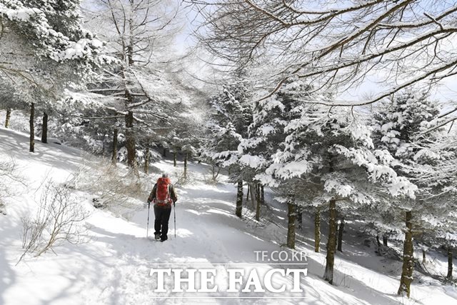 지리산 바래봉 인근에서 한 등산객이 눈꽃 나무 아래를 지나고 있다. /강지웅 제공