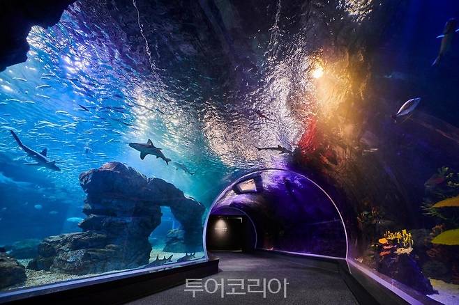 아쿠아플라넷 광교 메인수조 in to the ocean