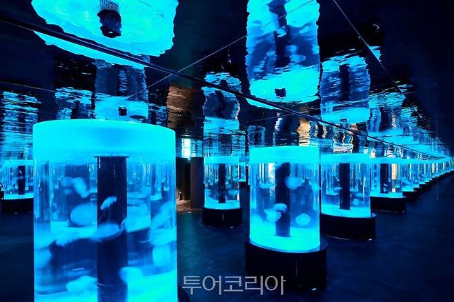 아쿠아플라넷 광교 jellyfish world