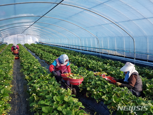 밀양시 딸기 수확 일자리 참여.