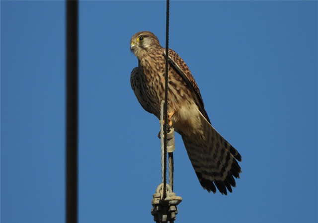 ▲낙동강하구에서 관찰된 황조롱이.ⓒ낙동강청