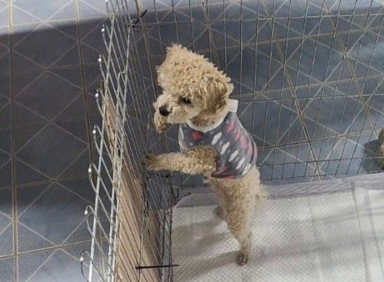지난달 28일 경북 포항시에서 학대 피해를 입은 강아지. 캣치독인스타그램