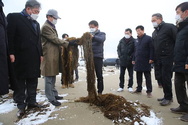 괭생이모자반 피해현장 찾은 서삼석 의원 [신안군 제공·재판매 및 DB 금지]