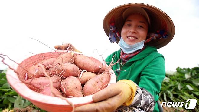 고구마 전국 재배면적의 10%를 차지하는 해남군의 고구마 수확 모습© 뉴스1