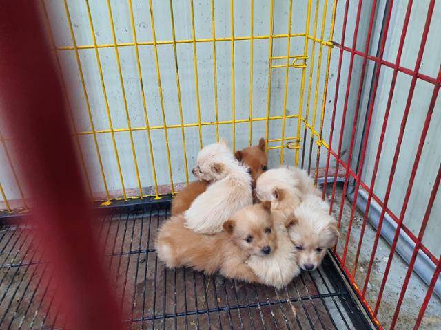 영호남 지역 지자체 보호소에는 중성화되지 않은 시골개 사이에서 태어난 강아지들이 많이 들어온다. 비글구조네트워크 제공