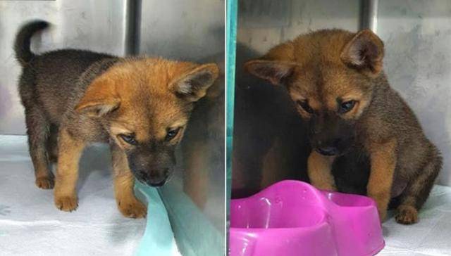 전남 보성군 지자체 보호소에서 사체와 함께 포대자루 속에서 산 채로 발견된 쥬디가 구조된 이후 달라진 모습을 보이고 있다. 비글구조네트워크 제공