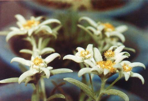 조직배양되어 분에 심겨진 에델바이스. 야생의 꽃보다 조금 큰 모양을 보여주고 있다