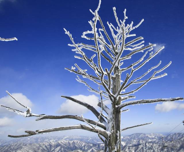 덕유산은 고산지대에서만 자라는 주목 군락지다. 살아서 천 년, 죽어서 천 년을 간다는 주목은 겨울이면 하얀 눈꽃을 피운다.