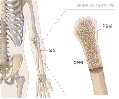 요골의 위치와 구조