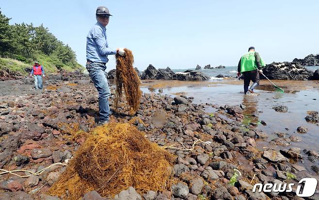 제주도가 제주연안에 괭생이모자반이 유입되자 해양수산국장을 본부장으로 하는 '처리 대책본부'를 구성해 가동한다고 20일 밝혔다. 지난해 제주 제주시 도두동 해안가에서 바다지킴이들이 괭생이모자반을 제거하고 있다. 2020.5.19 /뉴스1 © News1 오현지 기자