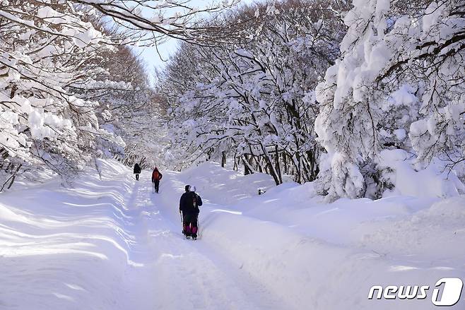 제주 한라산 어리목과 어승생악을 오르려는 탐방객들이 제설되지 않은 도로를 걸어서 탐방소로 향하고 있다. (한라산국립공원 제공) /뉴스1DB