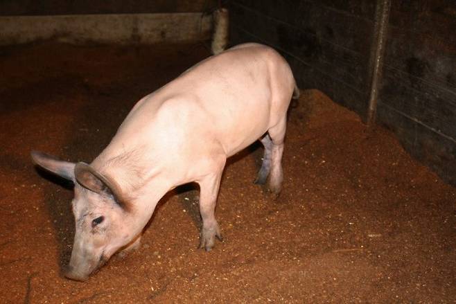 '유카탄 미니 돼지'는 200~300kg인 일반돼지를 다 자랐을 때 몸무게가 약 40~80kg 정도로 육종시킨 '미니 돼지' 종이다. 멕시코와 북미 계량종으로 인두 등 장기가 인간과 유사해서 실험에 사용된다. 미국미니피그협회 제공