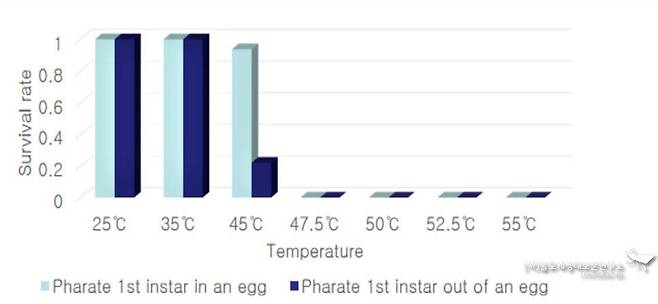 애벌레를 알 속에 그대로 두었을 때와 끄집어내 놓았을 때 온도에 따른 생존율 변화. 45도부터 심각한 열 충격을 받았음이 드러난다.