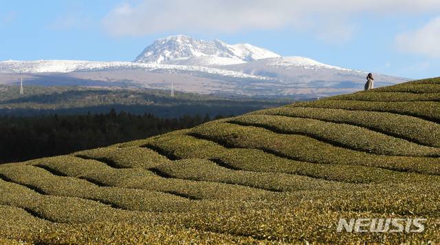 [서귀포=뉴시스]우장호 기자 = 대한(大寒) 절기를 하루 앞둔 19일 오전 제주 서귀포시 도순동의 한 다원에서 보이는 한라산에 서설이 쌓여 눈길을 끌고 있다. 2021.01.19. woo1223@newsis.com