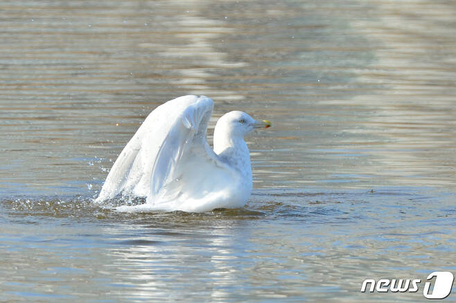 흰길매기 한마리가 포항 형산강에서 물장구를 치고 있다. 2021.1.21/© 뉴스1 최창호 기자