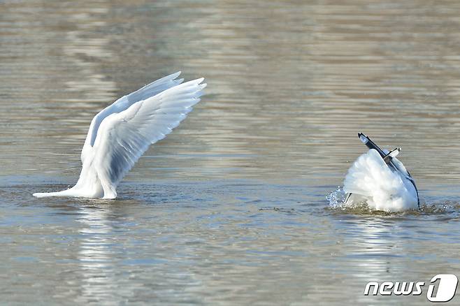 흰갈매기 한마리가 경북 포항시 남구 연일읍 유강리 형산강에 앉아 쉬고 있다. 2021.1.,21/© 뉴스1 최창호 기자