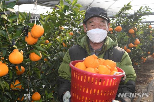 [영주=뉴시스] 김진호 기자 = 김명규(75·영주시 풍기읍)씨가 하우스에서 한라봉을 수확하고 있다. (사진=영주시 제공) 2021.01.21 photo@newsis.com