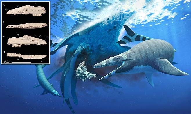 6600만년 전 바다 헤엄친 해룡, 상어 같은 이빨로 물고기 두동강