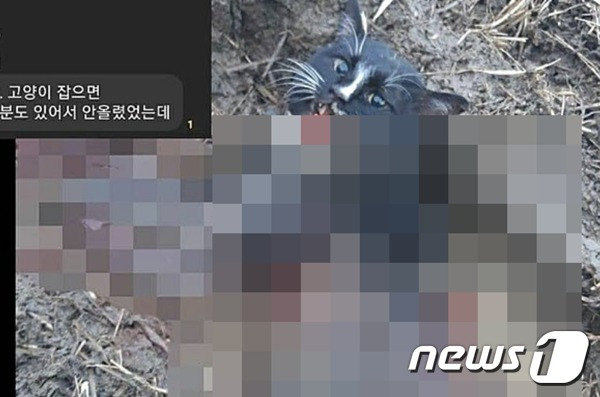 6일 오픈채팅방에 길고양이 학대 사진과 영상이 공유됐다는 글이 올라와 공분을 사고 있다. 사진 독자 제공 © 뉴스1