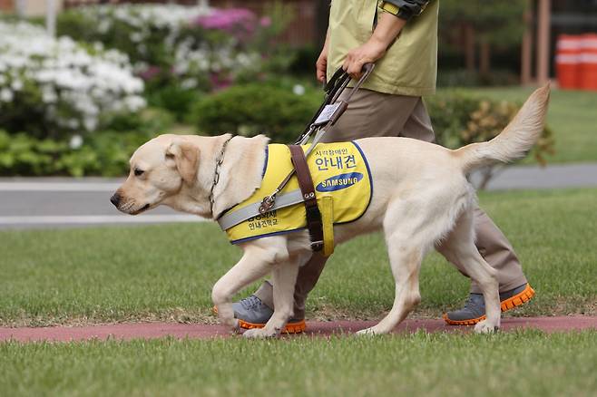 “묵묵히 일한 안내견도 쉬자”