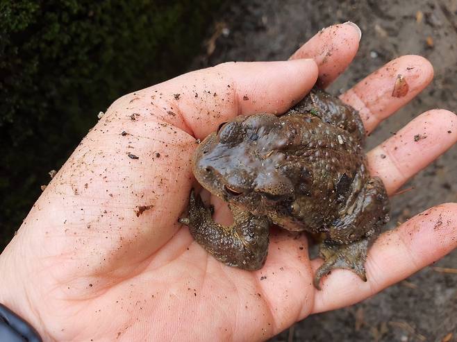 섬진강 두꺼비 [광양만녹색연합 제공.재판매 및 DB금지]