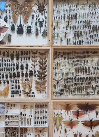 다년간의 노력으로 내가 채집하고 모아온 곤충 표본이다. 김도윤 작가 제공