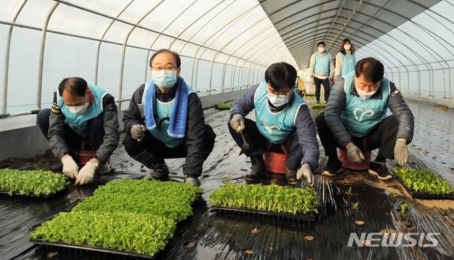 [진천=뉴시스]강신욱 기자 = 충북 진천군의회 김성우(왼쪽 두 번째) 의장 등 의원과 의회사무과 직원들이 23일 초평면 시설하우스에서 상추와 겨자 작물 모종 제거작업 등 생산적 일손봉사활동을 하고 있다. (사진=진천군의회 제공) 2021.01.23. photo@newsis.com