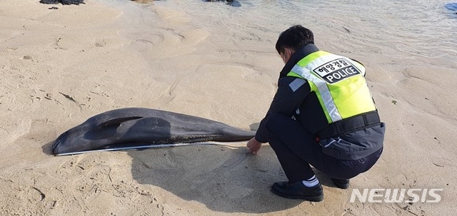 [제주=뉴시스] 24일 낮 12시38분께 제주시 구좌읍 한동리 인근 해안가에 발견된 상괭이 사체. (사진=제주해양경찰서 제공)