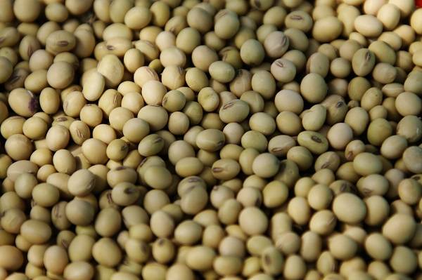 대두에는 닭가슴살만큼의 단백질이 함유돼 있다./사진=게티이미지뱅크