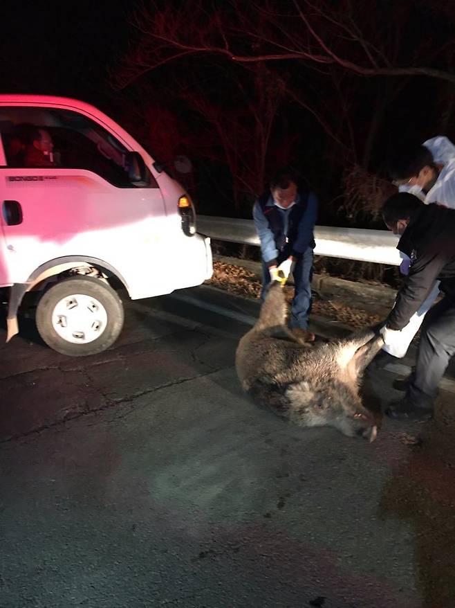 여수시 소라면 사곡리 장골고개 인근에서 승용차가 주행 중 갑자기 출몰한 멧돼지와 충돌한 사고가 발생했다. 소방서 직원들이 사고로 죽은 멧돼지를 옮기고 있다.