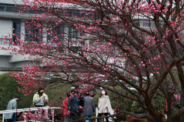 전국적으로 포근한 날씨를 보인 24일 오후 부산 남구 유엔기념공원에 홍매화가 활짝 피어 있다. /부산=연합뉴스