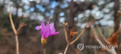 꽃망울 터트린 봄꽃 [연합뉴스 자료사진]