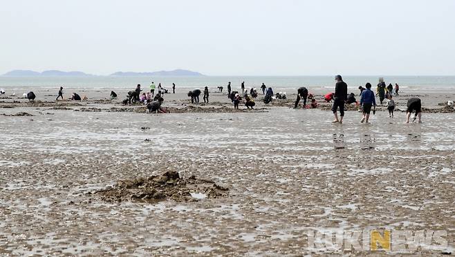 몽산포에서 맛조개를 잡는 모습.