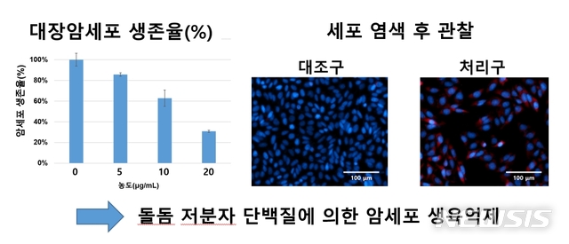 [부산=뉴시스] 돌돔  저분자 단백질  이용한 대장암세포 성장억제 효과. (사진=수산과학원 제공)