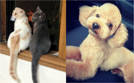 ⓒ박은석 과거 SNS 속 반려동물