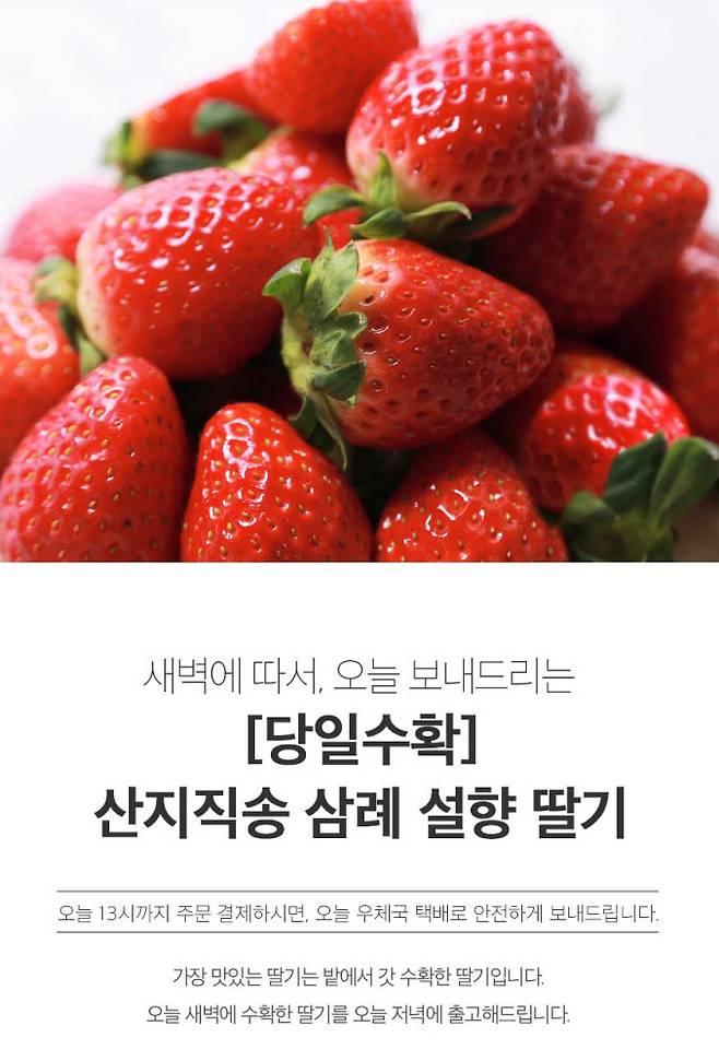 이랜드리테일 삼례 딸기 라이브방송