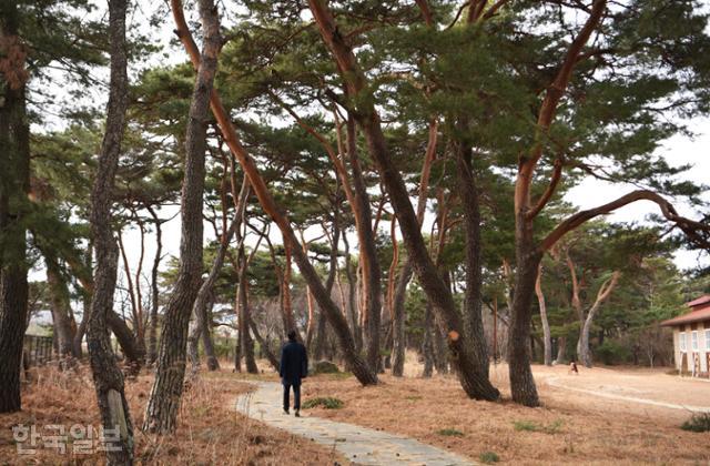 청하중학교를 에워싸고 있는 관송전. 조선 세종 때부터 가꿔 온 솔밭이다.