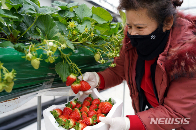 [해남=뉴시스] 딸기 수확. (사진=해남군 제공) 2021.01.27. photo@newsis.com