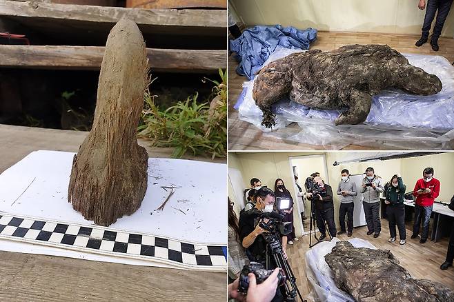 털·내장까지 완벽 보존…4만 년 전 죽은 ‘시베리아 털코뿔소’ 공개