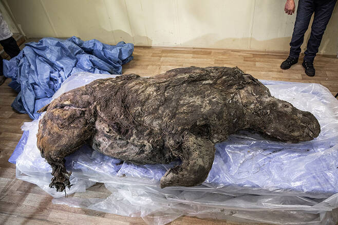 26일 사하공화국 수도 야쿠츠크에서 여러 언론 매체에 공개된 털코뿔소의 모습.