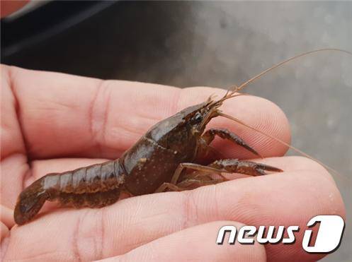 미국가재.2019.7.17/뉴스1 DB © 뉴스1