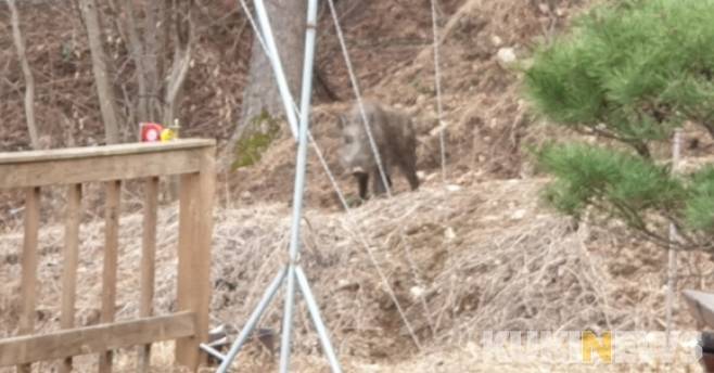 야생 멧돼지. (쿠키뉴스 DB)