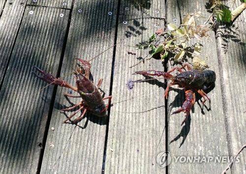 생태계교란생물인 미국가재 [영산강유역환경청 제공. 재판매 및 DB 금지]