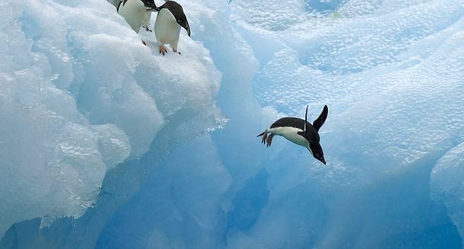 펭귄 무리가 바닷가 빙벽에 도착하자 퍼스트 펭귄이 망설임없이 바다로 뛰어들고 있다. © 뉴스1 DB